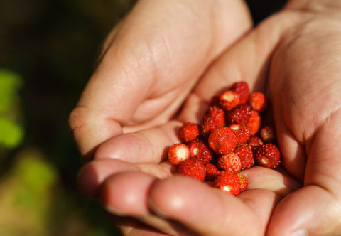 Malé, ale šikovné. A tak dobré! Pěstujte lesní jahody na balkoně a zapojte i děti…